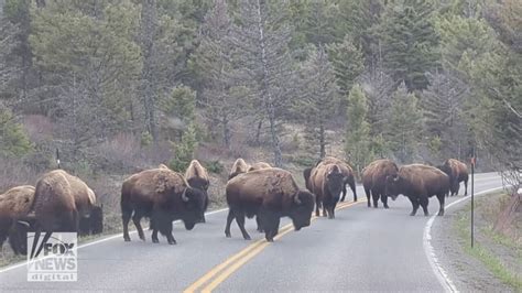 Bison gores Arizona woman visiting Yellowstone